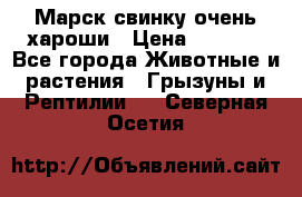 Марск свинку очень хароши › Цена ­ 2 000 - Все города Животные и растения » Грызуны и Рептилии   . Северная Осетия